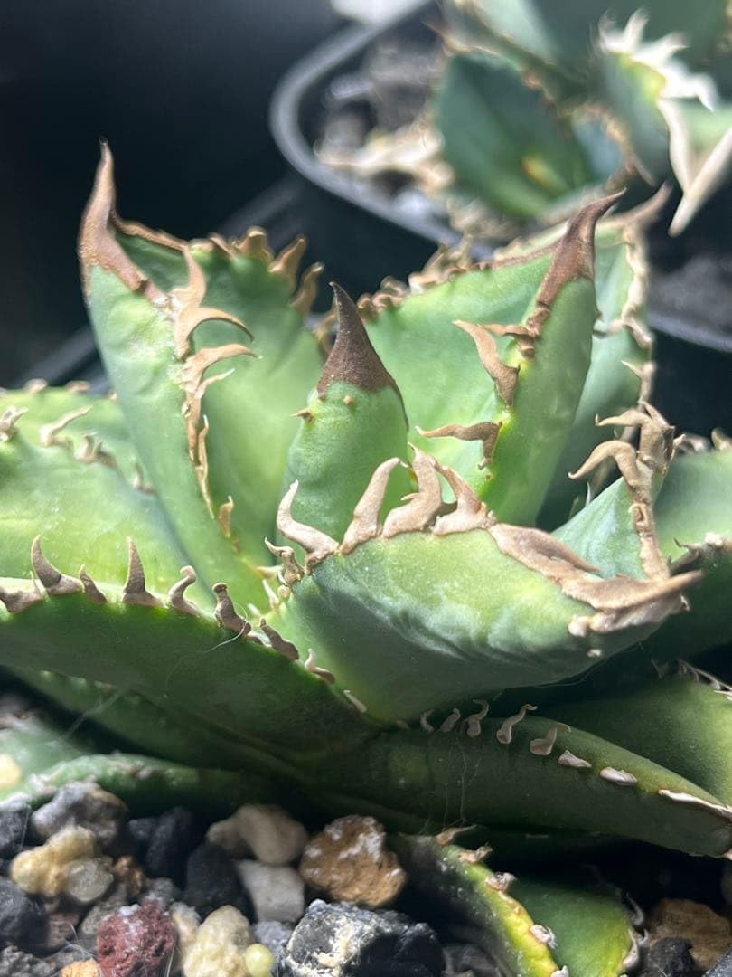 Amazon｜アガベ チタノタ クラウン 皇冠 ライズ産｜観葉植物