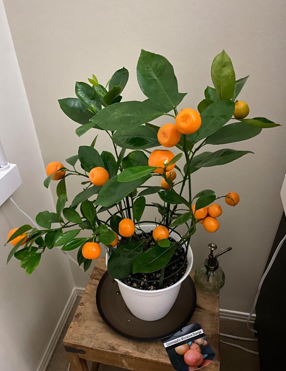 Bonsai Rare Exotic Israeli Kumquat Orange Tropical fruit Plant" (1 Healthy Live Plant) (B0D8Y14Q11) Amazon Price History, Amazon Price Tracker