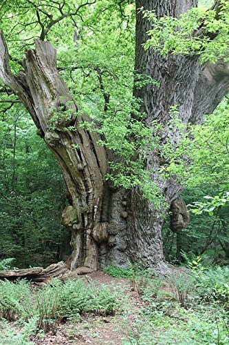 Tree Seeds Online - Quercus robur English Oak. 5 Large Acorns - 1 Packs