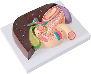 Stomach Section Model， Liver Anatomical Model， Hepatopancreas Duodenum Model， Gallbladder and Pancreas Digestive Department for Science Medical Classroom 23X18X6.5CMuseful SaiFei
