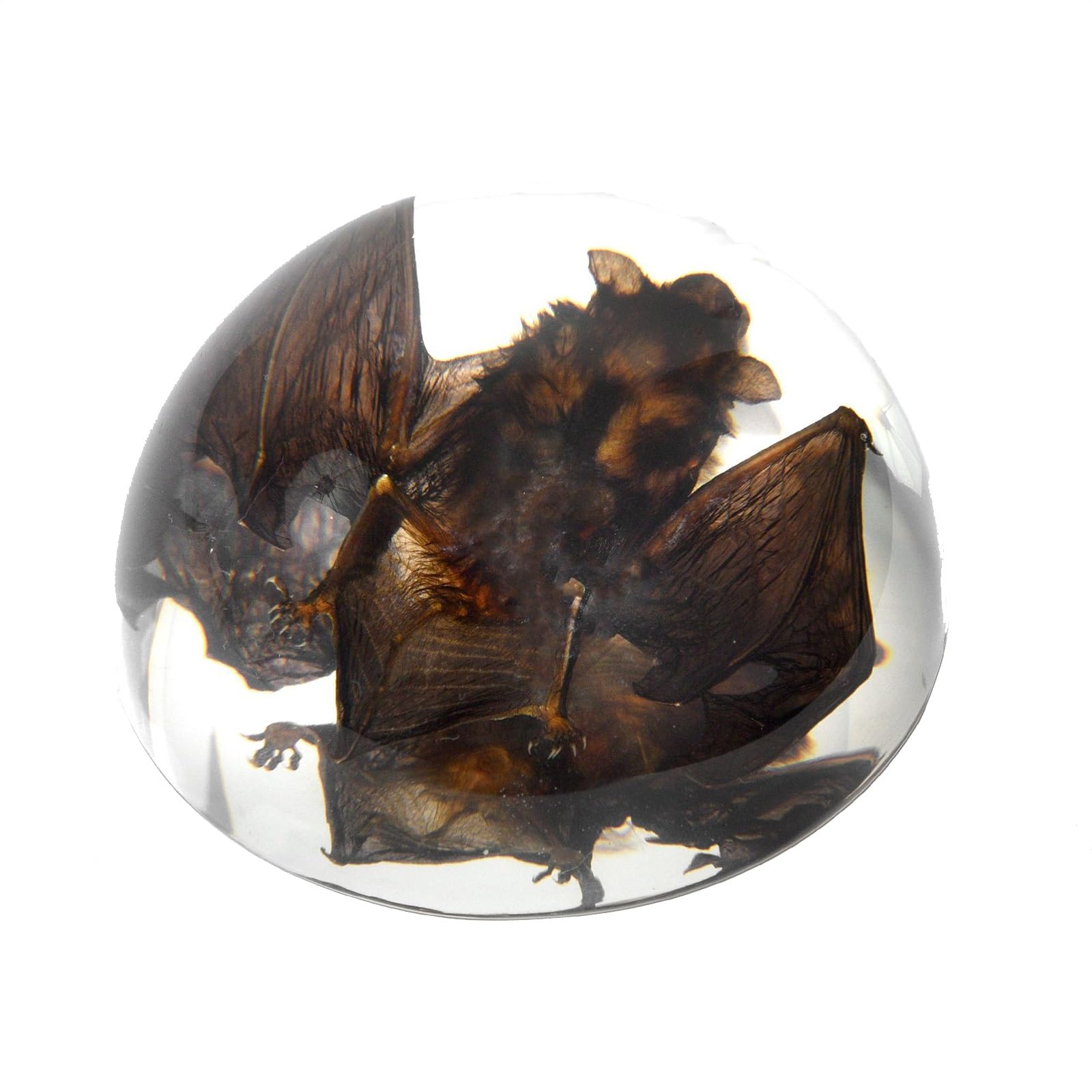 ALMASI Taxidermy Bat, Real Bat Taxidermy Animals,Resin Bat Taxidermy for Science Classroom Specimens Education, Great Gift for Taxidermy, Bat Decor(8.9 * 8.9 * 4.5CM)
