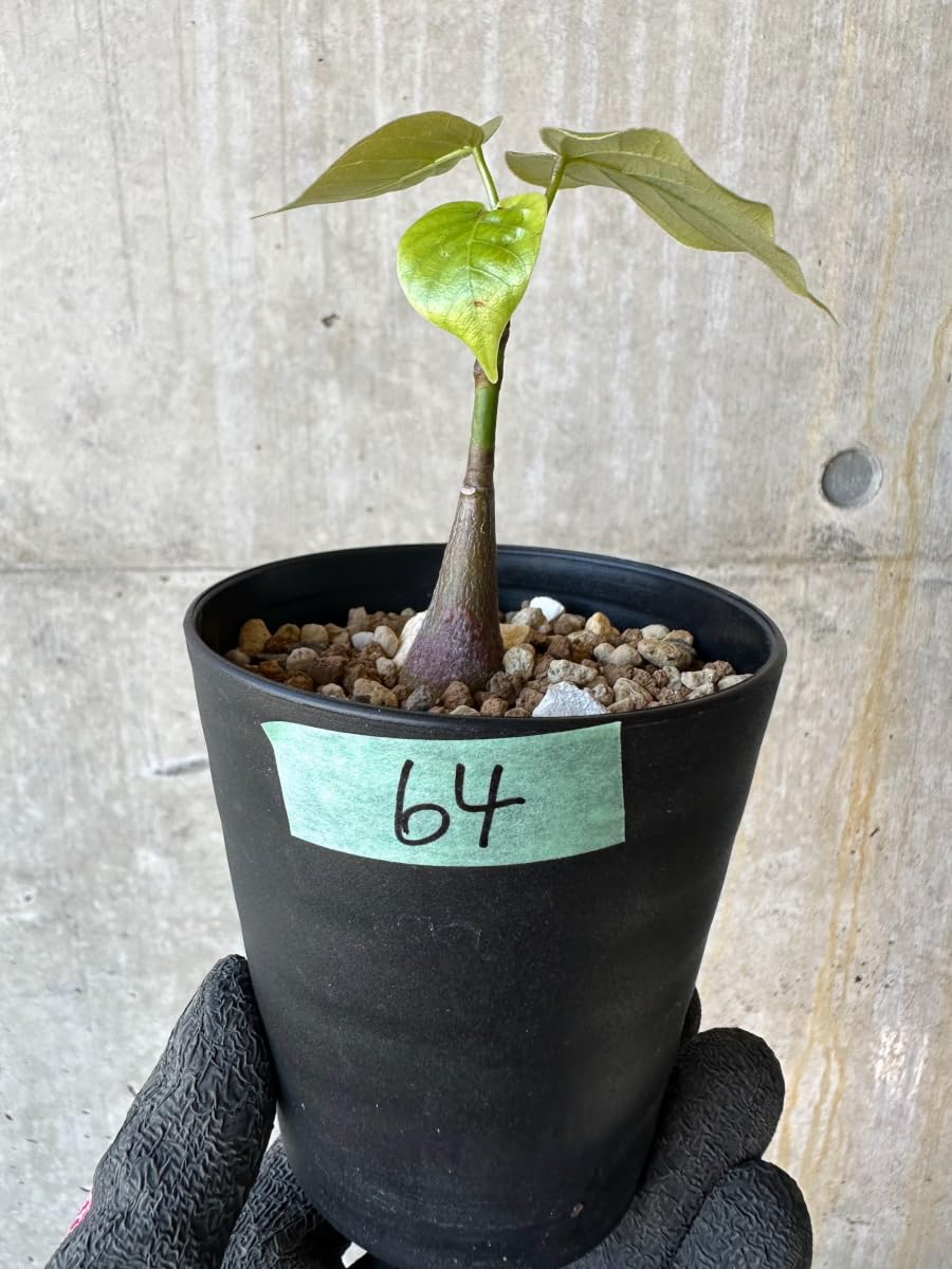 プセウド ボンバックス 良型 ボンバックスの育て方・栽培方法 プセウド ボンバックス 良型 ボンバックスの育て方・栽培方法