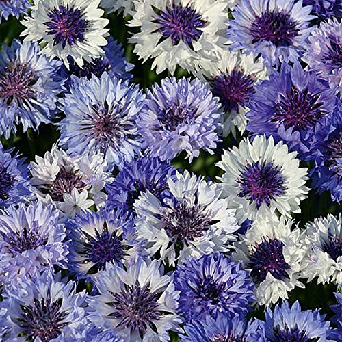 Cornflower 'Classic Fantastic' Seeds Blue-Bottle, Bachelor's Buttons Hardy Annual Flowering Garden Plants Easy to Grow Your Own 1 Packet of 200 Seeds by Thompson and Morgan