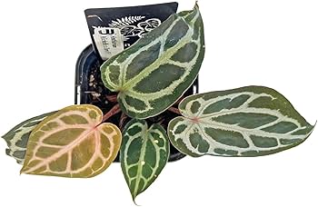 Amazon｜アンスリウム ミシェルxザラ F3 3.5号 水苔管理 アーバン