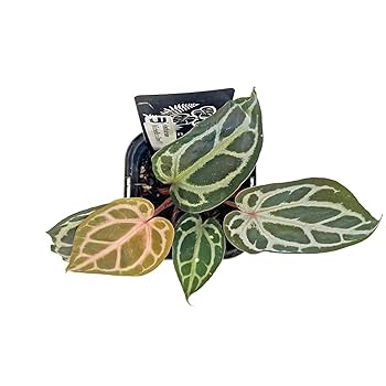 Amazon｜アンスリウム ミシェルxザラ F3 3.5号 水苔管理