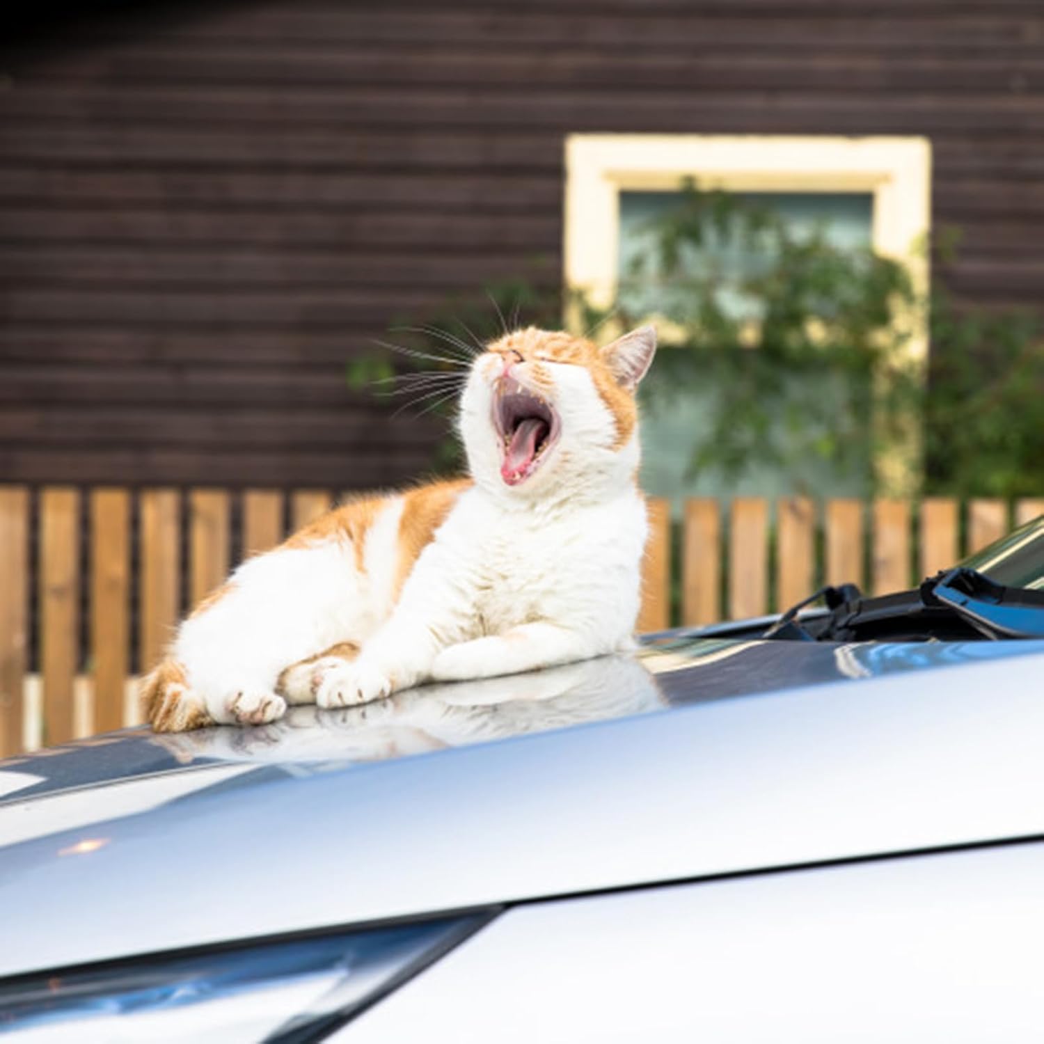 Dog Car Seat for Small to Medium Dogs Under 33lbs, Sturdy Pet Booster Car Seat Travel Carrier with Storage Pockets & Leash Detachable Washable Cover for Cars, SUVs, and Trucks