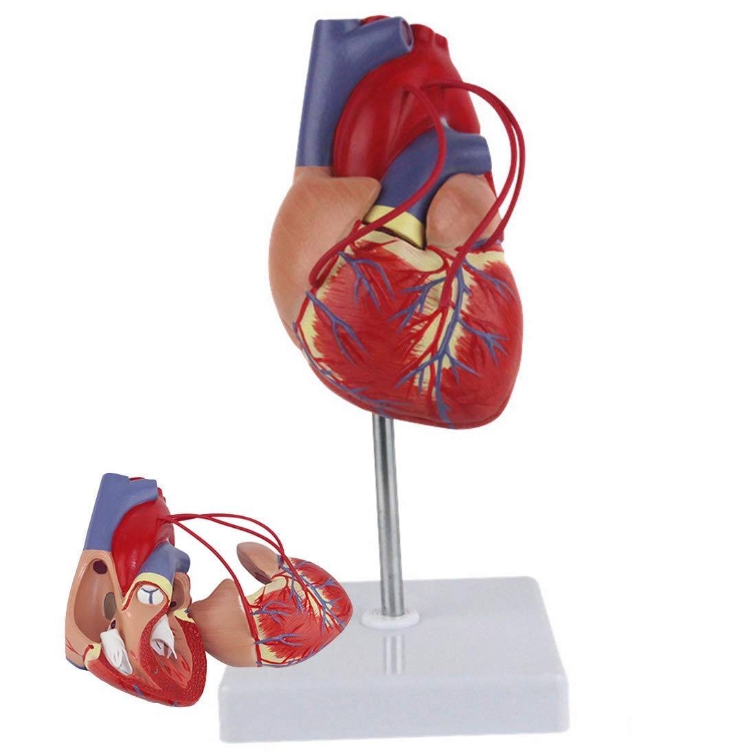 Life Size Human Heart Model, Heart Bypass Anatomical Model, Human Heart Cardiology Medical Model Specimen for Classroom Study Display Teaching