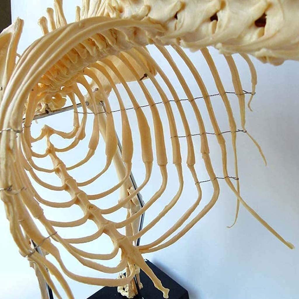 Cane/Gatto Anatomy Dog Skeleton Specimen Model Animale Anatomia Teaching Model, 4D Dog Animal Model The Organ Biologia Insegnamento dell'insegnamento Veterinario