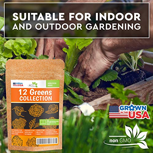 12 Lettuce and Greens Seed Pack - Heirloom and Non GMO, Grown in USA - Indoor or Outdoor Garden - Iceberg, Arugula, Kale, Spinach, Bibb, Butter, Green Oakleaf, Giant Collard, Red Romaine & More - Thumbnail 6