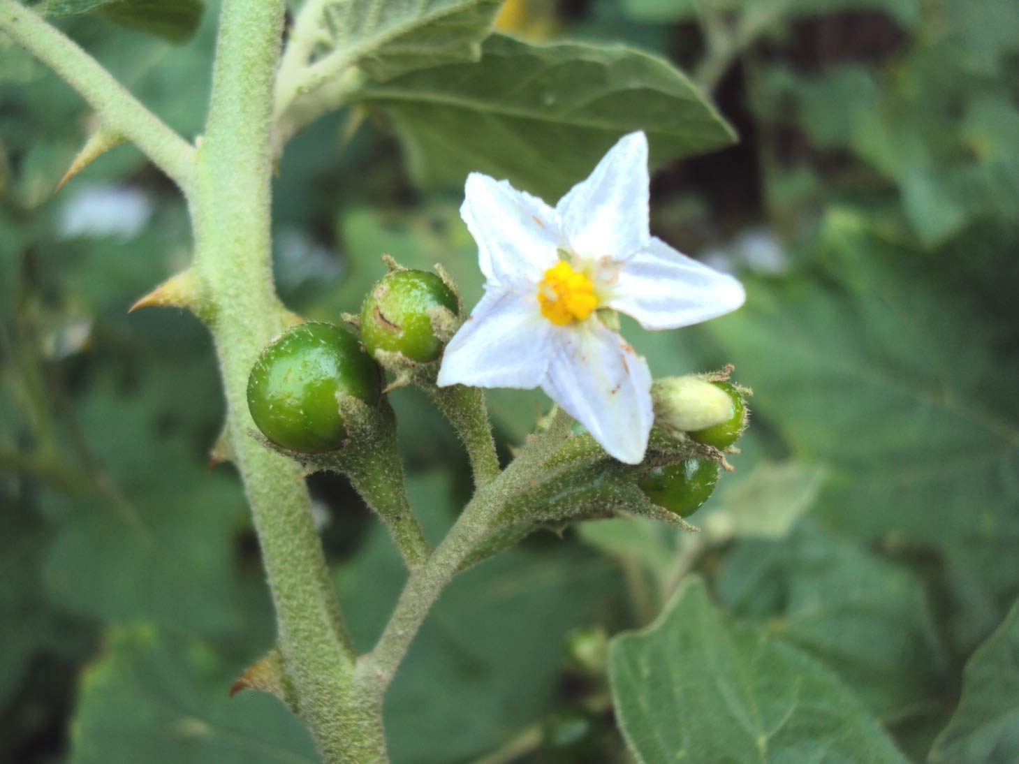See full amazon price history chart for Plantzoin Indian nightshade Brihati Solanum violaceum Dengabheji Live Plant Plantzoin Indian nightshade Brihati Solanum violaceum Dengabheji Live Plant (B08TX42G9F) Amazon Price History, Amazon Price Tracker