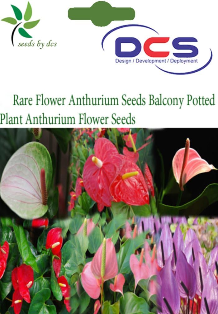 DCS Anthurium Flower Seeds (White)