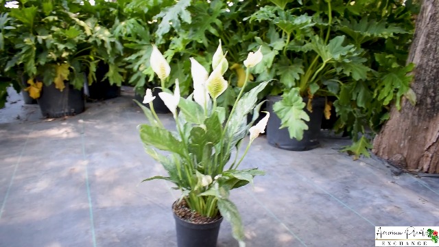 philodendron mamei Philodendron mamei (Silver Cloud)