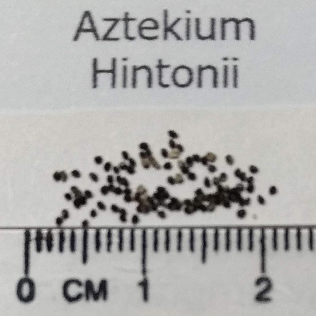 アズテキウム 種子2粒コミフォラプラニフロンス m30101668419_1.jpg?1751701718