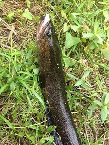 Miniatura 8 de Supertrip Topwater Frog Crankbait Tackle Crank Bait Bass Soft Swimbait Señuelos Crankbaits cebos de pesca de cebo duro (multicolores)