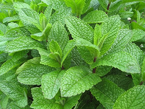 Creative Farmer Exotic Herb Seeds - Mint Seeds For Home Garden - Selection Kitchen Garden Pack