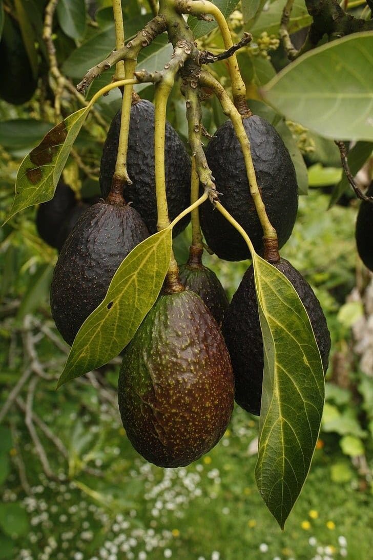 GreenWorld Special Fuertes Variety Avocado Plant (GRAFTED) Hybrid Healthy Live Plant,Fruit After 1 Year (B0CCDPWQBG) Amazon Price History, Amazon Price Tracker