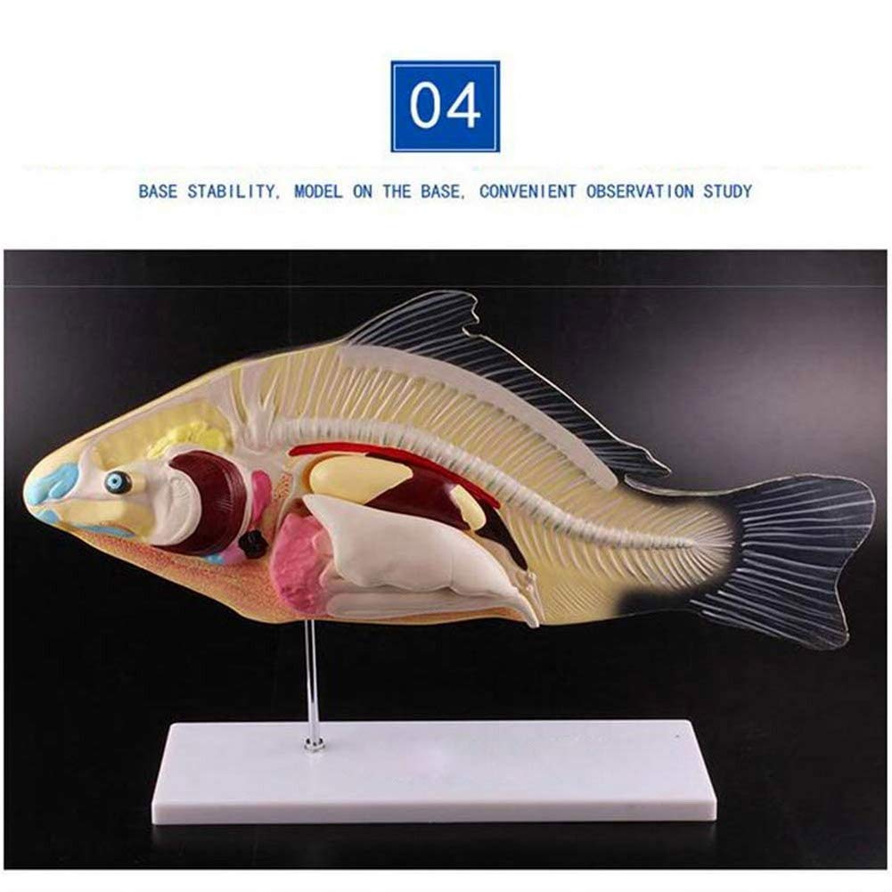 Modelo de anatomía de Peces, Modelo de exhibición de vísceras Animales, 3 Partes Desmontables, Adecuado para clínicas veterinarias, exhibición de enseñanza