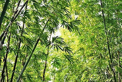 Scenolia Papel Pintado Póster panorámica bambú Moso 4 x 2,70 M | Déco y Fotos de Pared XXL Calidad HD