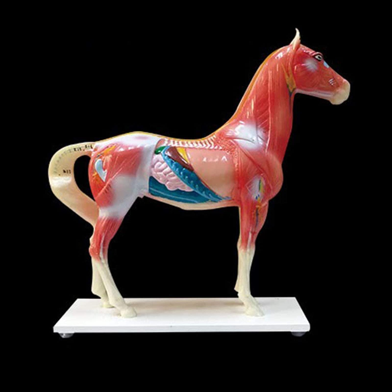 Model zwierzęcy, Model akupunktura i moxiterapia Konie, Model anatomii konia, Model zwierzęcy, Model referencyjny medyczny materiał dydaktyczny