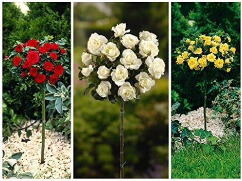 Hochstammrosen 110 Cm