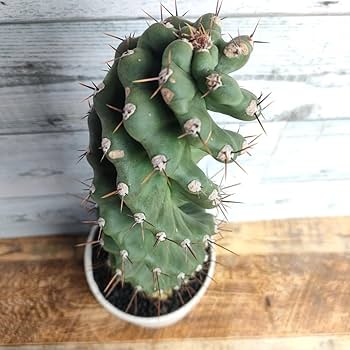 Amazon.co.jp: 【陶器鉢付き】 セレウス ペルビアナス