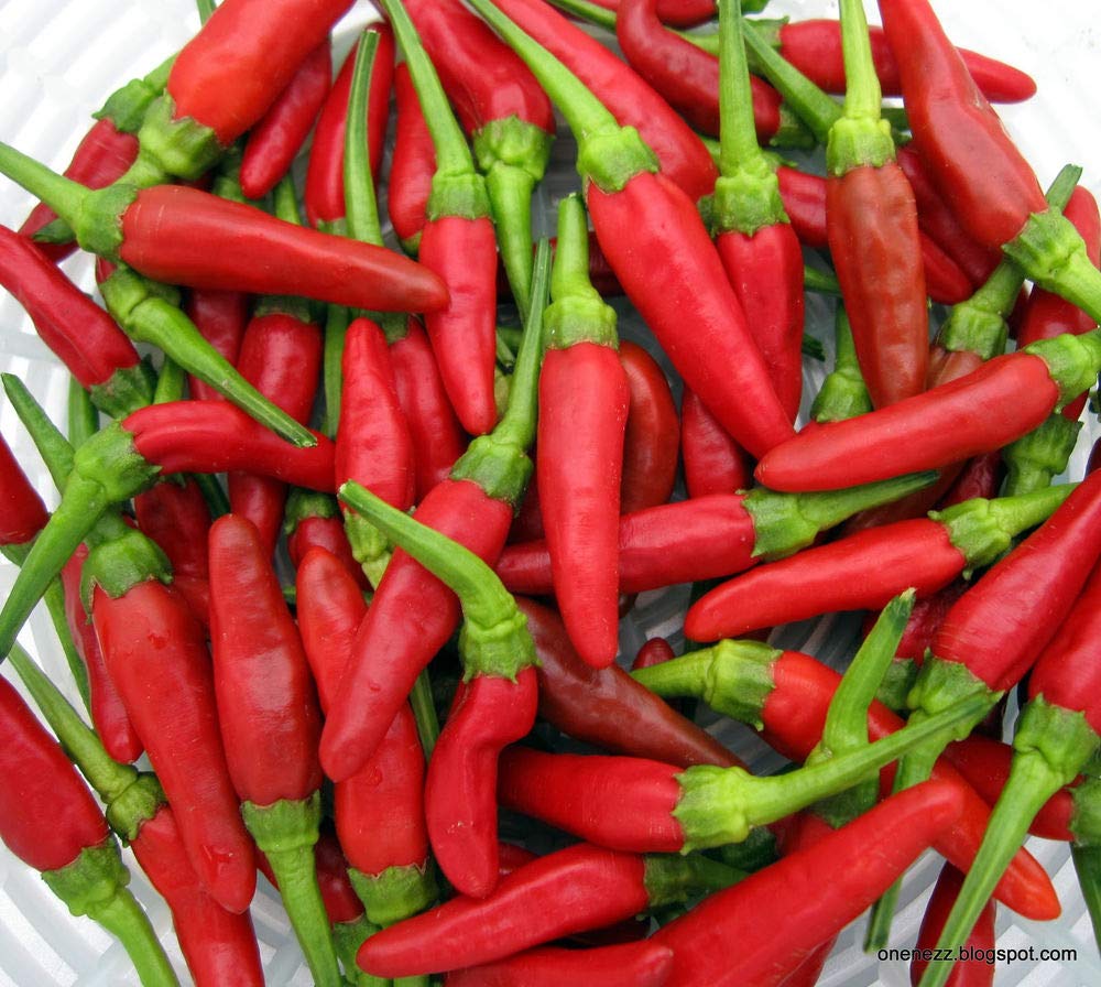 See full amazon price history chart for Planthub Hot Birds Eye Chilli Seed, Thai Chili Pepper Vegetable Seed - Pack of 30 Seeds. Planthub Hot Birds Eye Chilli Seed, Thai Chili Pepper Vegetable Seed - Pack of 30 Seeds. (B07R8PHVCS) Amazon Price History, Amazon Price Tracker