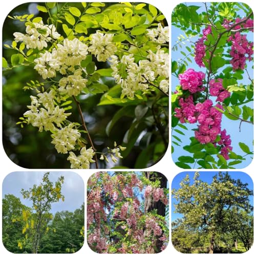 robinie, topfpflanzen gartenpflanzen grünpflanzen geschenke für gartenliebhaber stauden winterhart mehrjährig geschenk 250samen