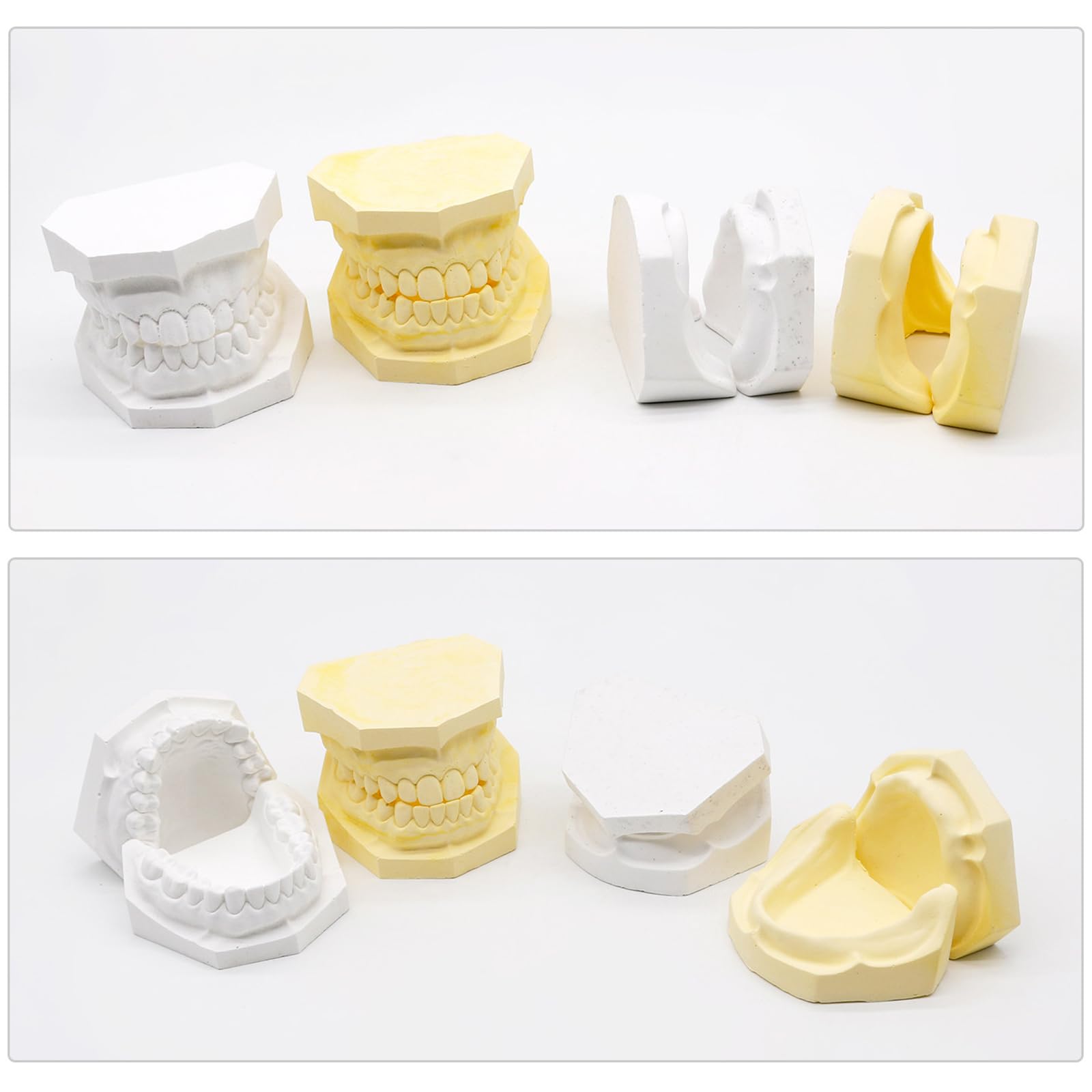 4 szt. Gipsowy model dentystyczny standardowe modele tynków z zębami i bez zębów model dentystyczny do nauki nauczania