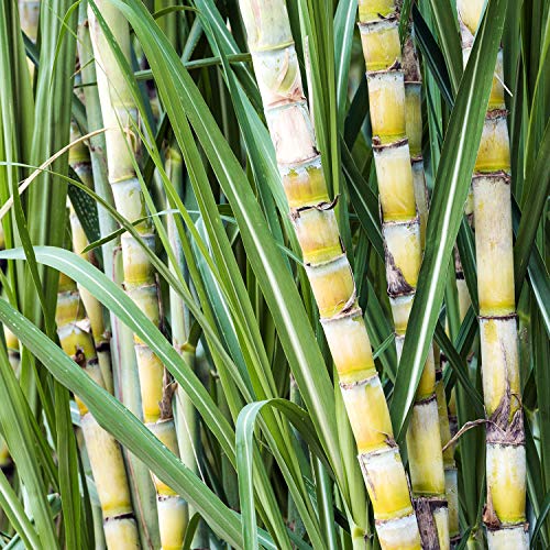 TEPE GOOD Extra Soft Kleine benutzerfreundliche Zahnbürste für Kinder aus nachwachsenden Rohstoffen mit weichen Borsten,Zufällig Sortiert – Bild 7