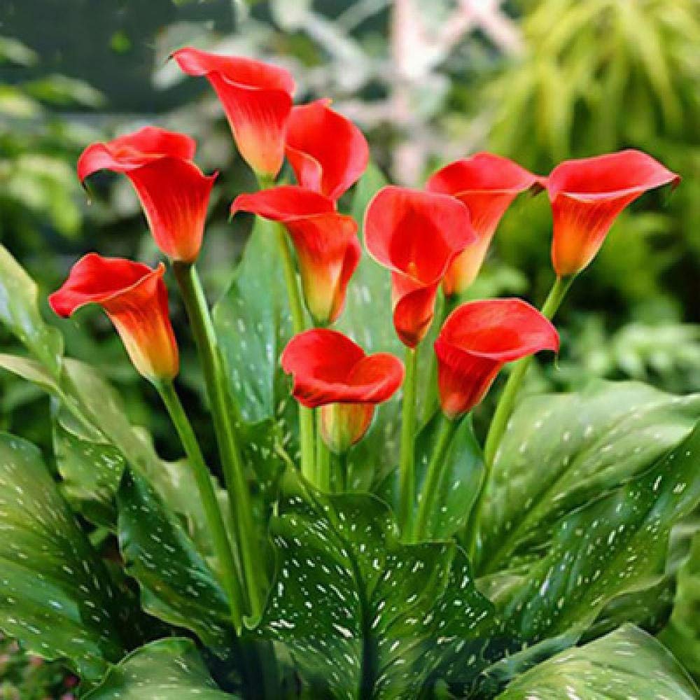 Kit broderie diamant 5D tulipe rouge à offrir pour passionnés d'art créatif