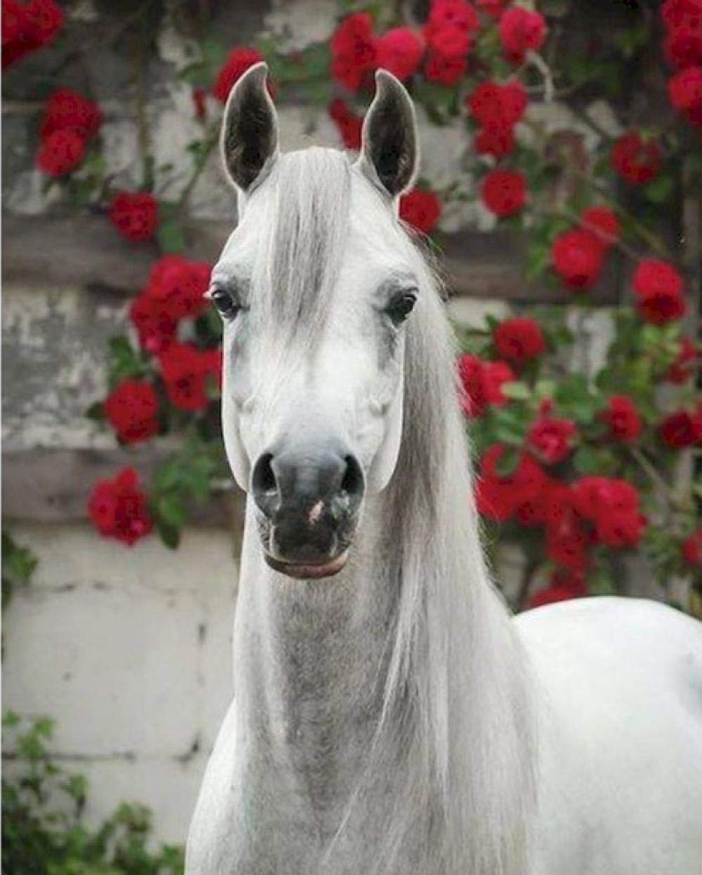 Peinture à l'huile par numéros cheval blanc rose pour salon 40x50cm