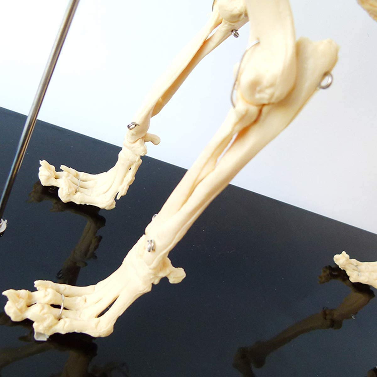 Modelo del esqueleto del perro con el soporte de plástico Biología Animal Anatomía Humana Enseñanza Modelo herramienta de demostración Enseñanza Enseñanza Veterinaria