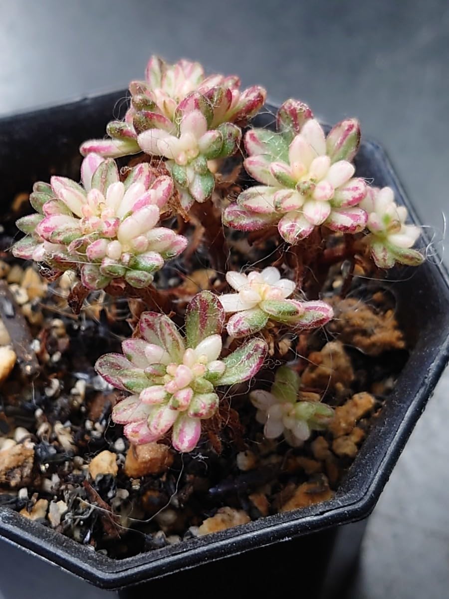 多肉植物 韓国苗 小人の祭り錦 ③ Amazon.co.jp: 多肉植物 韓国苗 小人の祭錦 : ホーム＆キッチン