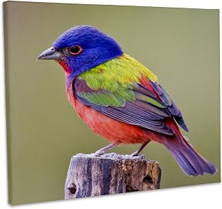 3dRose, Painted Bunting male bird perched - US44 LDI1047 - Larry Ditto, Museum Grade Canvas Wrap 14x11