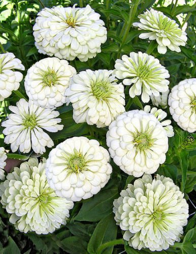 Bianco Zinnia Semi, Orso polare, Bulk Zinnia dei semi, Fiore non-OGM, 400ct