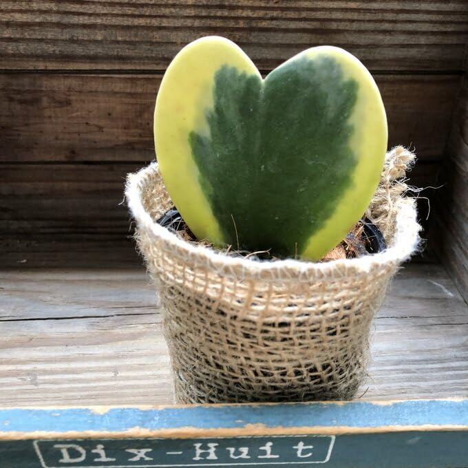 斑入り　ハート ホヤ　苗　ほや はーと　多肉/植物　山野草/フイリ ラブラブハート♡4号♡斑入りハートホヤ♡多肉植物♡観葉植物