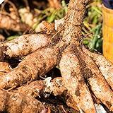 QAUZUY GARDEN 10 Cassava Manioc Mandioca Seeds(Manihot Esculenta), Yuca, Tapioca Plant Seeds - Highly Nutritious Heirloom Vegetable Seeds - & Harvest