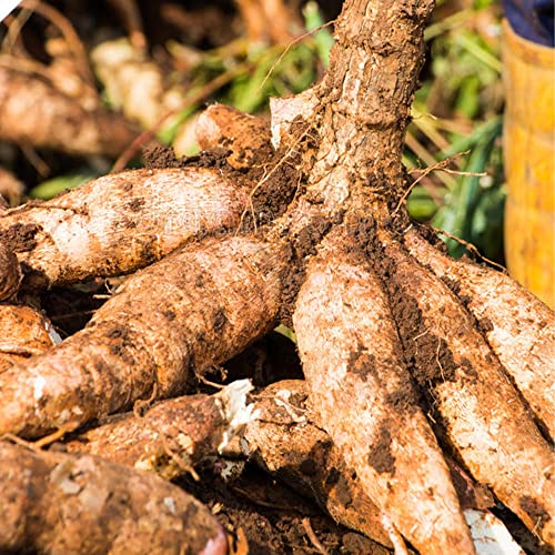 Qauzuy Garden 10 Cassava Manioc Mandioca Seeds(Manihot Esculenta), Yuca, Tapioca Plant Seeds - Highly Nutritious Heirloom Vegetable Seeds - Easy To Grow & Harvest #TOP18