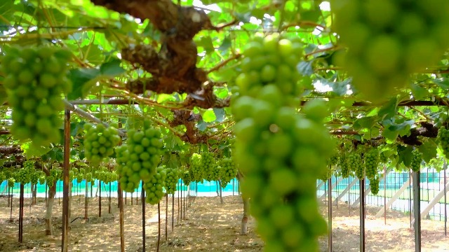 Amazon.com : 1 Purple Grape Vine Live Plants, Seedless Hardy Grape