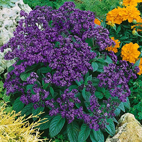 Outsidepride Heliotropium Extra Dwarf Marine Garden Plant For Containers, Pots, Boxes - 1000 Seeds #TOP1