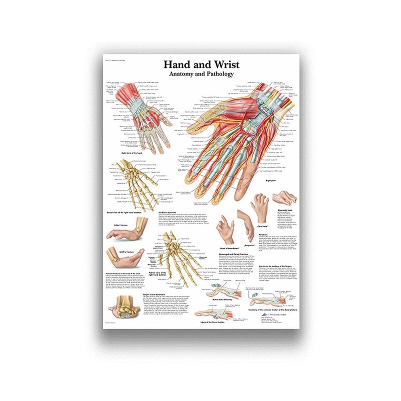 Anatomia człowieka System mięśni Art Canvas Painting, Body Picture and Poster Decoration Medycyna rodzinna Edukacja, bezramowe(10,80X120cm Unframed)
