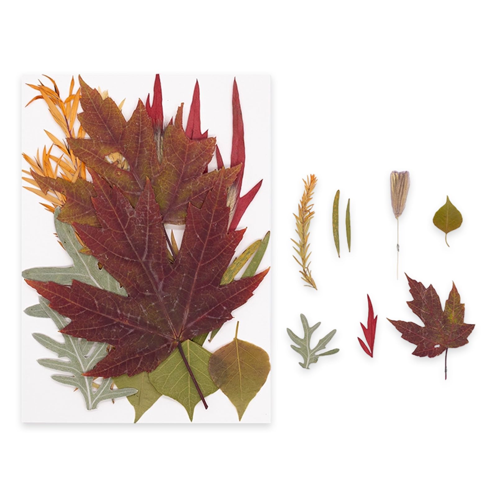 NVOQILIN Natural Flower Preservations Set Home Decors Dried Flower for Scrapbooking Wedding Decorations and Artistic Designs Dried Set Preserved Plant Art Supplies Gifts