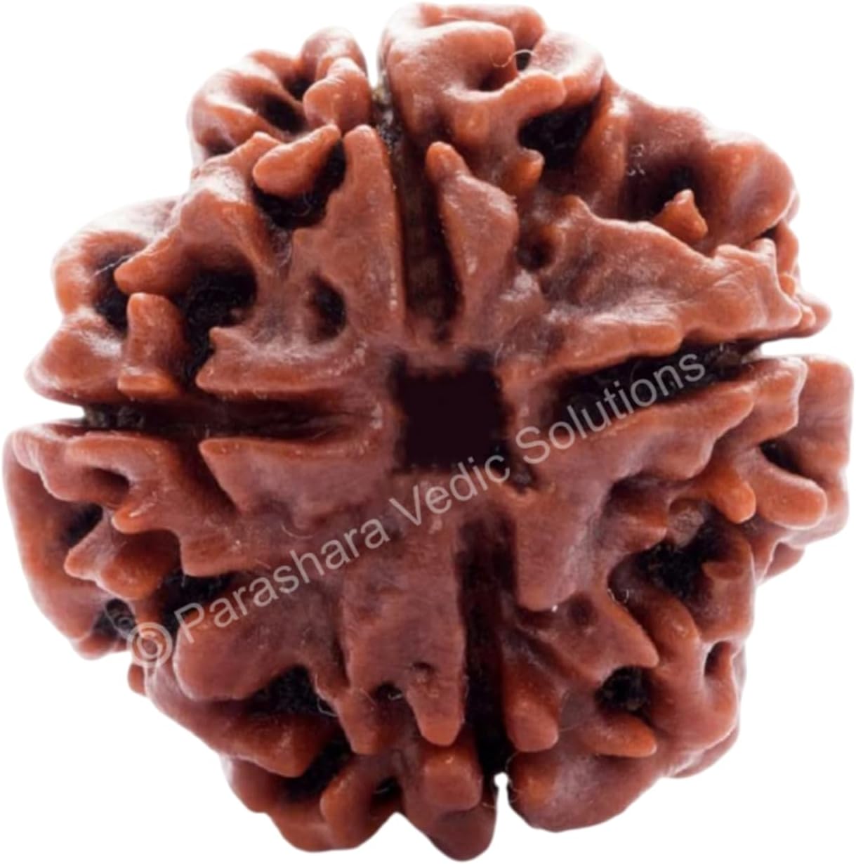 ARKAM Four Mukhi Rudraksha Certified/Original Nepali 4 Mukhi Rudraksh/Natural 4 faced Rudraksha (Brown) with Certificate and Puja Instructions