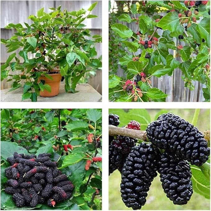 Image of Thai mulberry live plant /All Time Mulberry /Shahtoot Fruit (Cutting /Grafted) Live Plant pack of 1 ap299