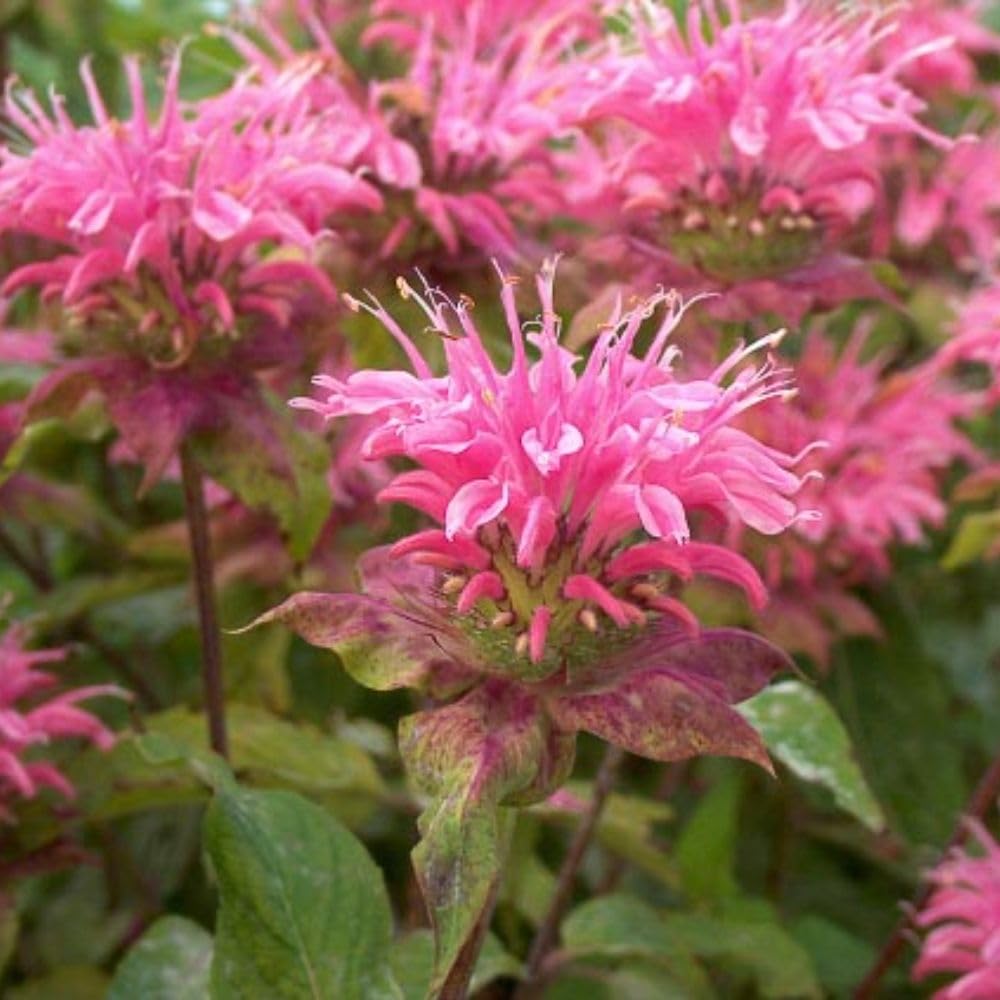 Monarda 'Beauty of Cobham': A Vibrant Perennial with Aromatic Foliage and Stunning Purplish-Pink Flowers. Perfect for Wildlife, Cottage, and Border Gardens. 9cm Pot x 2 by Thompson and Morgan