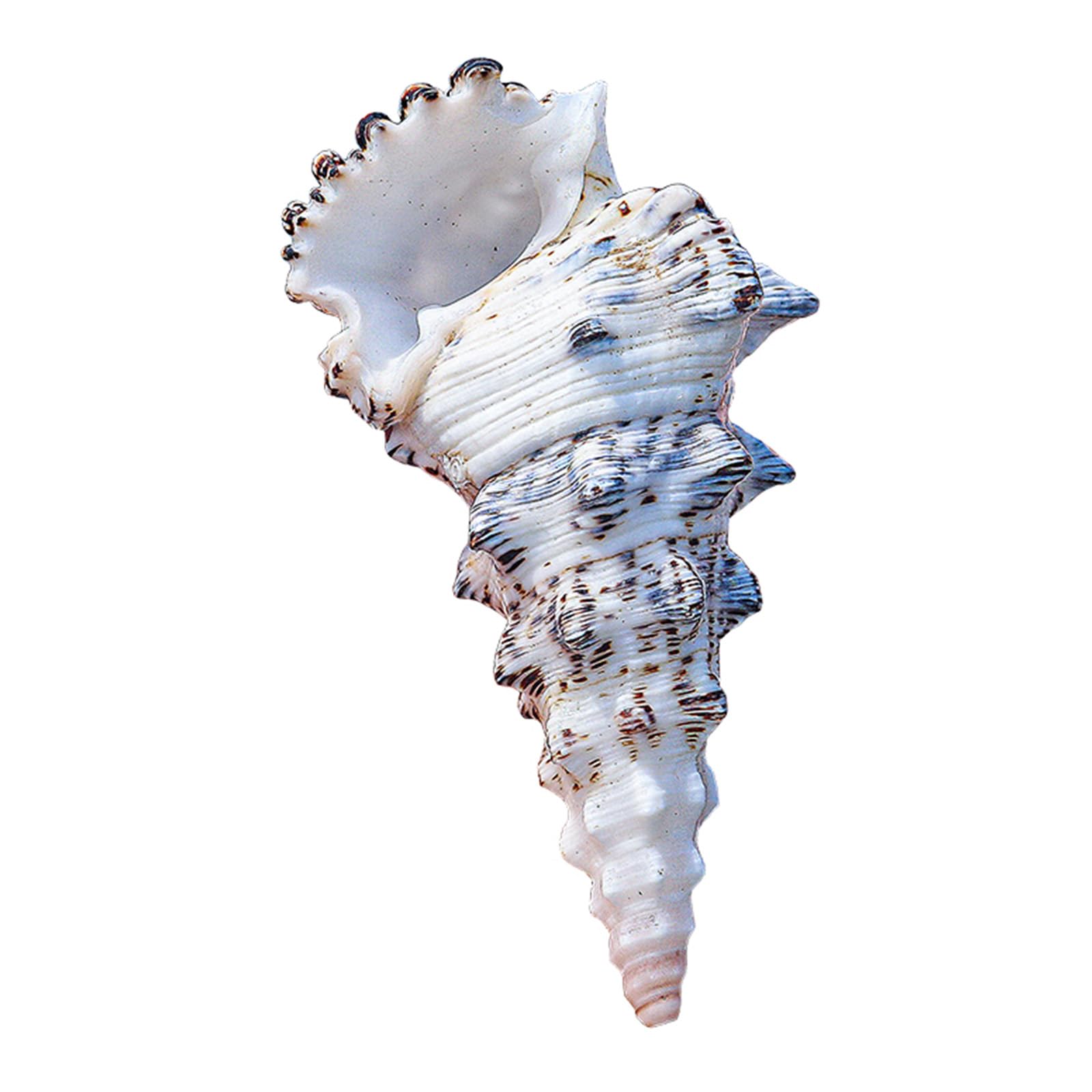 Grandi conchiglie naturali, 10/11 cm, grandi conchiglie naturali, di paguro for riempire vasi, piante aeree, decorazioni for matrimoni, feste a tema spiaggia