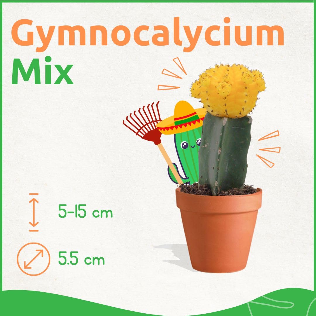 Gymnocalycium Mihanovichii Mix 20 Stück Veredelte Mini Kakteen im Ø Terrakotta Blumentopf - Erdbeerkaktus Kleine Pflanzen Sammlung Pflegeleichte Zimmerpflanzen - Höhe 8-15 cm