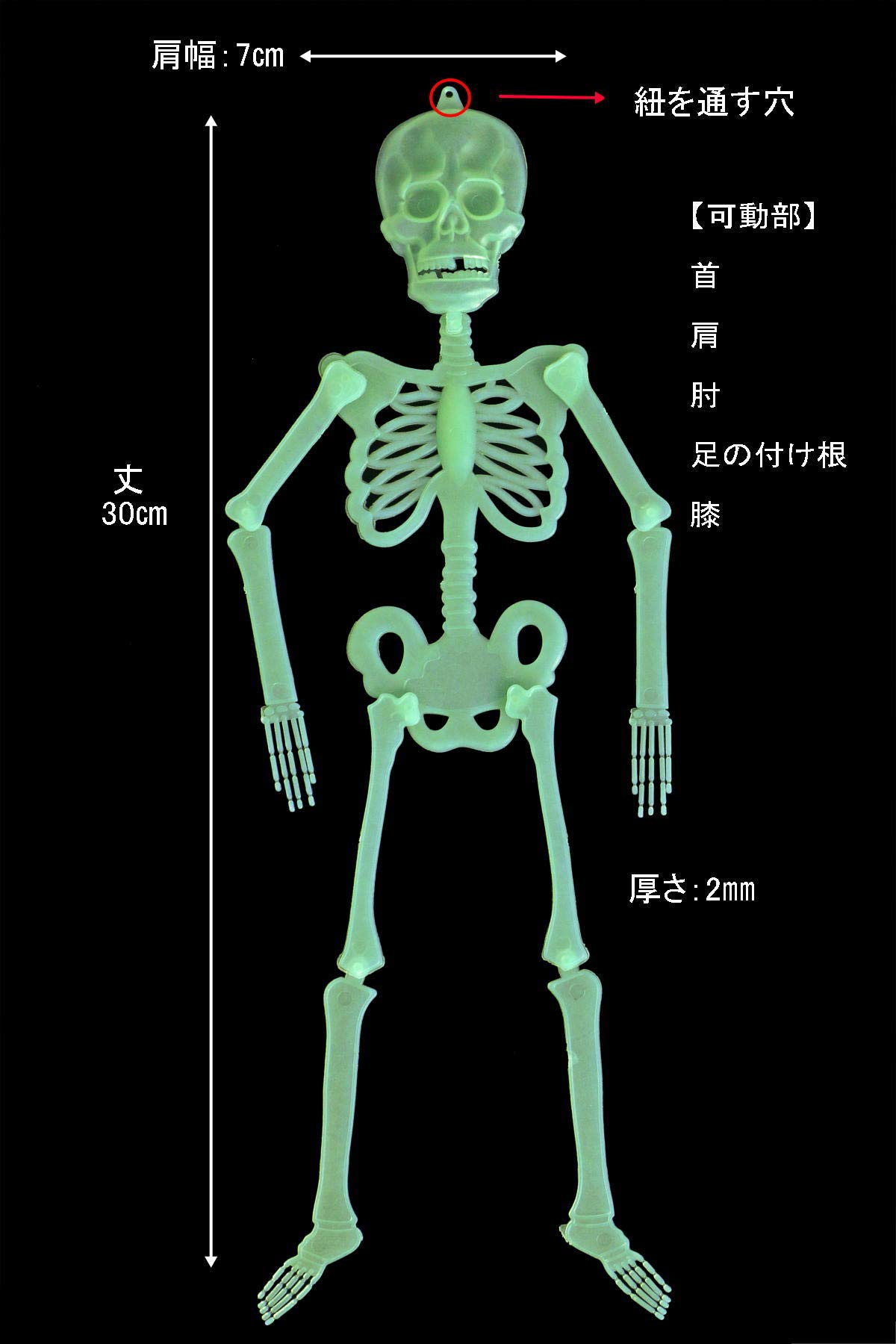 Amazon | 光る 骸骨 人形 30cm 3個 セット 夜光 ガイコツ