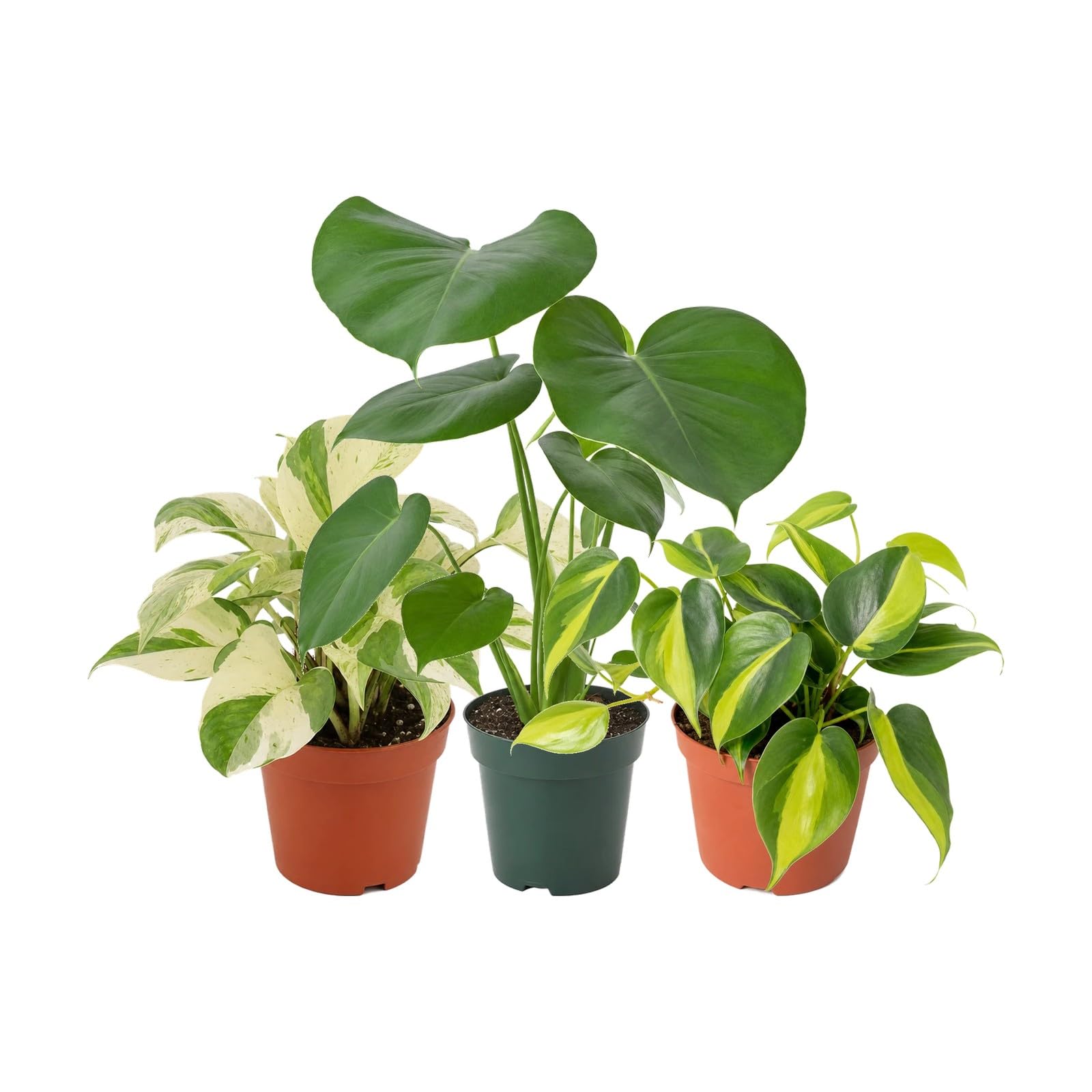 Pack 3 Plantas Naturales para Hojas y Portes Variados DECOALIVE
