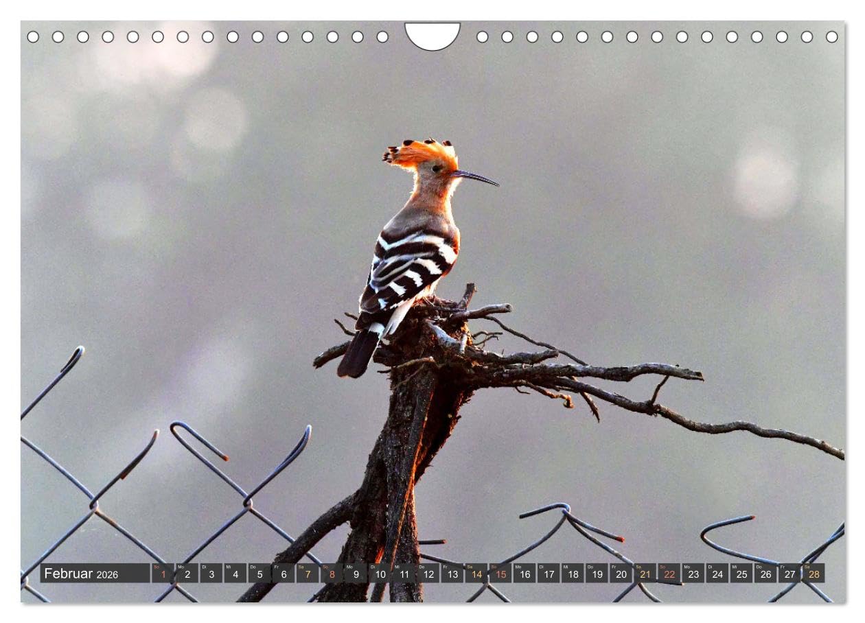 Tiere Indiens close up (Wandkalender 2026 DIN A4 quer), CALVENDO Monatskalender: Auge in Auge mit Wildtieren Indiens